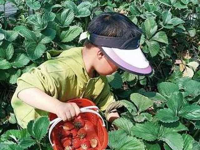 果蔬采摘 —— 少长集航空研学基地